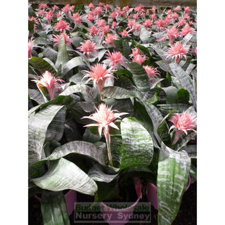 Bromeliad Aechmea Fasciata Primera 200Mm Default Type