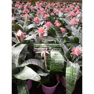 Bromeliad Aechmea Fasciata Primera 200Mm Default Type