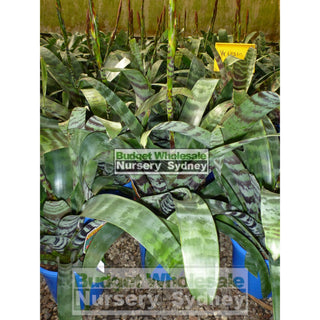 Bromeliad Vriesia Assorted 175Mm Default Type