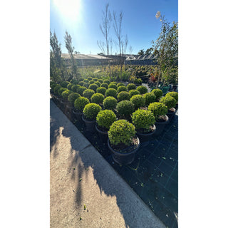Buxus Balls 400Mm [Japanese Box] 45L Pot. Sale Box Hedge. Plants