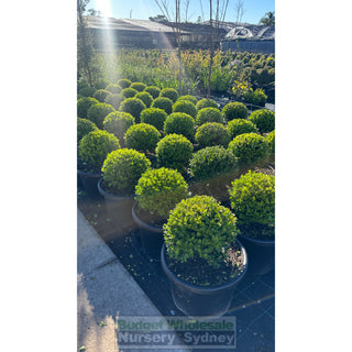 Buxus Balls 400Mm [Japanese Box] 45L Pot. Sale Box Hedge. Plants