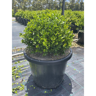 Buxus Balls 400Mm [Japanese Box] 45L Pot. Sale Box Hedge. Plants
