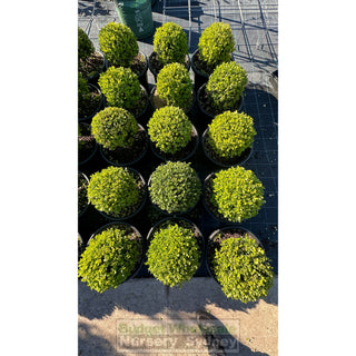 Buxus Balls 400Mm [Japanese Box] 45L Pot. Sale Box Hedge. Plants