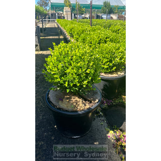Buxus Balls 400Mm [Japanese Box] 45L Pot. Sale Box Hedge. Plants