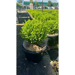 Buxus Balls 400Mm [Japanese Box] 45L Pot. Sale Box Hedge. Plants