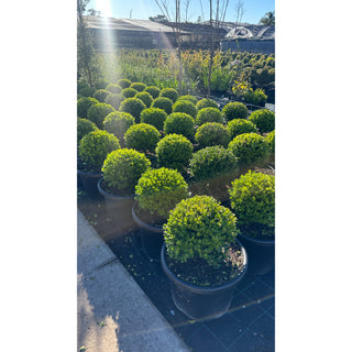 Buxus Balls 400Mm [Japanese Box] 45L Pot. Sale Box Hedge. Plants