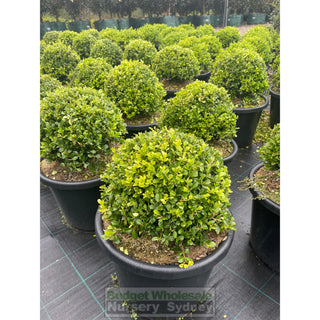 Buxus Balls 400Mm [Japanese Box] 45L Pot. Sale Box Hedge. Plants
