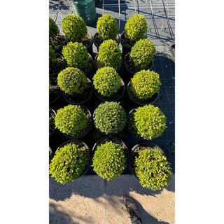Buxus Balls 400Mm [Japanese Box] 45L Pot. Sale Box Hedge. Plants