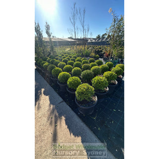 Buxus Balls 400Mm [Japanese Box] 45L Pot. Sale Box Hedge. Plants