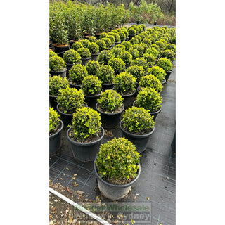 Buxus Balls 400Mm [Japanese Box] 45L Pot. Sale Box Hedge. Plants