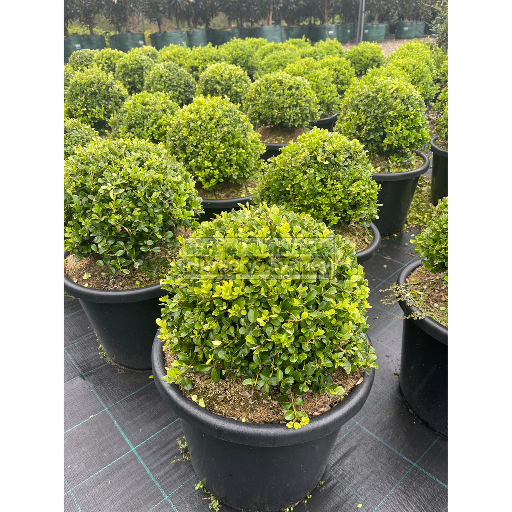 Buxus Balls 500mm Japanese Box 75L Pot. SALE Box Hedge. Budget