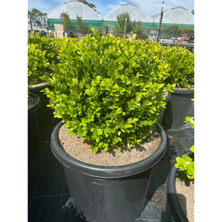 Buxus Balls 500Mm [Japanese Box] 75L Pot. Sale Box Hedge. Plants