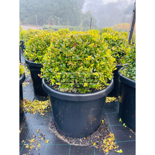 Buxus Balls 500Mm [Japanese Box] 75L Pot. Sale Box Hedge. Plants