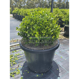 Buxus Balls 400Mm [Japanese Box] 45L Pot. Sale Box Hedge. Plants