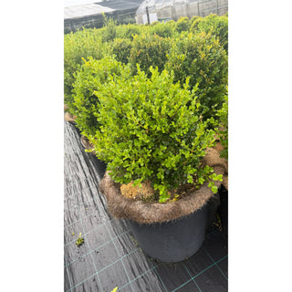 Buxus Balls 580mm / 85L [Japanese Box] Pot. SALE Box - Plants