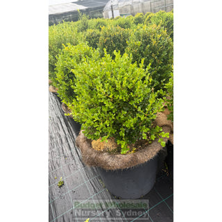 Buxus Balls 580mm / 85L [Japanese Box] Pot. SALE Box - Plants