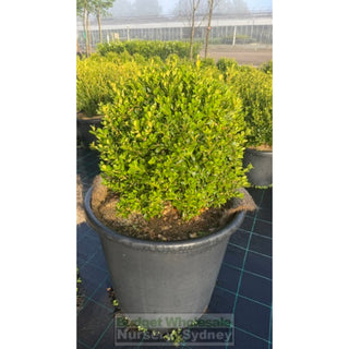 Buxus Balls 580mm / 85L [Japanese Box] Pot. SALE Box - Plants