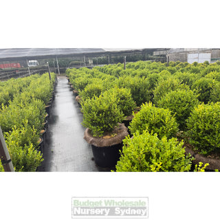 Buxus Balls 580mm / 85L [Japanese Box] Pot. SALE Box - Plants
