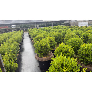 Buxus Balls 580mm / 85L [Japanese Box] Pot. SALE Box - Plants