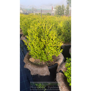 Buxus Balls 580mm / 85L [Japanese Box] Pot. SALE Box - Plants