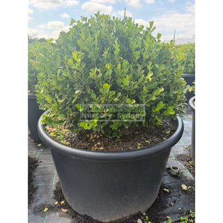 Buxus Balls 650mm Squat [Japanese Box] 115L Pot. SALE Box Hedge Plants