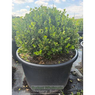 Buxus Balls 650mm Squat [Japanese Box] 115L Pot. SALE Box Hedge Plants