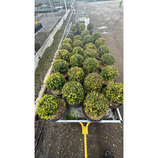 Buxus Balls [Japanese Box] 300Mm Pot. Sale Box Hedge. Plants