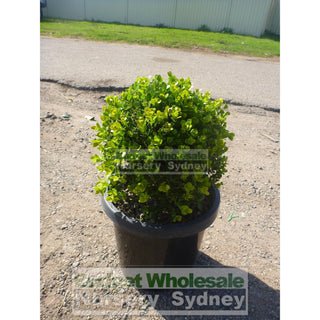 Buxus Balls [Japanese Box] 300Mm Pot. Sale Box Hedge. Plants