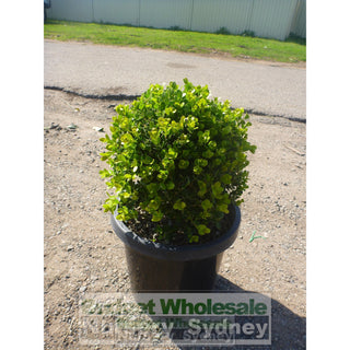 Buxus Balls [Japanese Box] 300Mm Pot. Sale Box Hedge. Plants