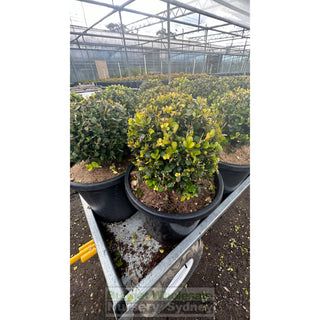 Buxus Balls [Japanese Box] 300Mm Pot. Sale Box Hedge. Plants