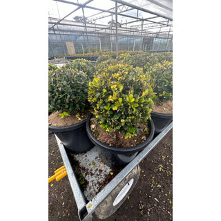 Buxus Balls [Japanese Box] 300Mm Pot. Sale Box Hedge. Plants