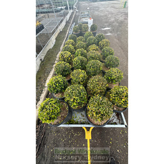 Buxus Balls [Japanese Box] 300Mm Pot. Sale Box Hedge. Plants
