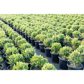 Buxus Balls [Japanese Box] 300Mm Pot. Sale Box Hedge. Plants
