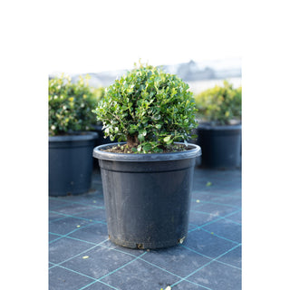 Buxus Balls [Japanese Box] 300Mm Pot. Sale Box Hedge. Plants