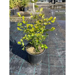 Buxus Microphylla Japonica [Japanese Box] 200Mm Pot.5L Plants