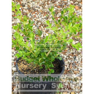 Buxus Microphylla Japonica [Japanese Box] 200Mm Pot. Plants