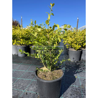 Buxus Microphylla Japonica [Japanese Box] 200Mm Pot.5L Plants