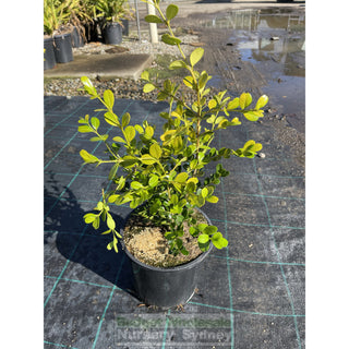 Buxus Microphylla Japonica [Japanese Box] 200Mm Pot.5L Plants