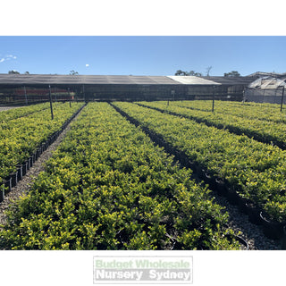 Buxus Microphylla Japonica [Japanese Box] 200Mm Pot.5L Plants