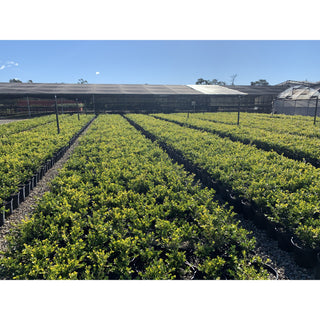Buxus Microphylla Japonica [Japanese Box] 200Mm Pot.5L Plants