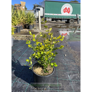 Buxus Microphylla Japonica [Japanese Box] 200Mm Pot.5L Plants
