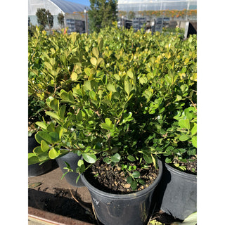 Buxus Microphylla Japonica [Japanese Box] 200Mm Pot.5L Plants