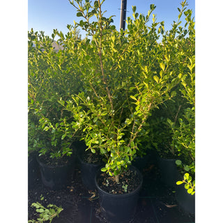 Buxus Microphylla Japonica [Japanese Box] 200Mm Pot.5L Plants