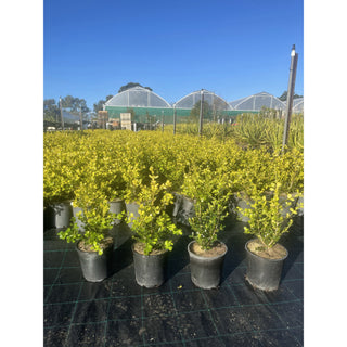 Buxus Microphylla Japonica [Japanese Box] 200Mm Pot.5L Plants