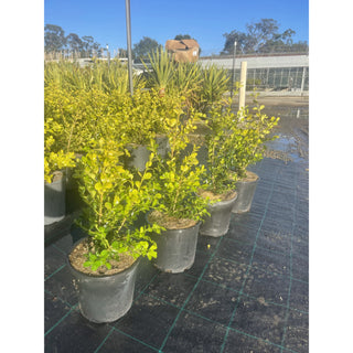 Buxus Microphylla Japonica [Japanese Box] 200Mm Pot.5L Plants