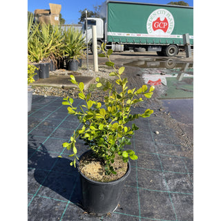 Buxus Microphylla Japonica [Japanese Box] 200Mm Pot.5L Plants