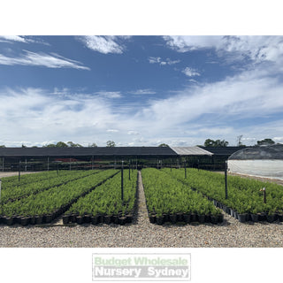 Buxus Microphylla Japonica [Japanese Box] 200Mm Pot. Plants