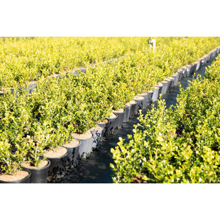 Buxus Microphylla Japonica [Japanese Box] 200Mm Pot.5L Plants