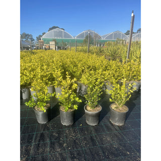 Buxus Microphylla Japonica [Japanese Box] 200Mm Pot.5L Plants