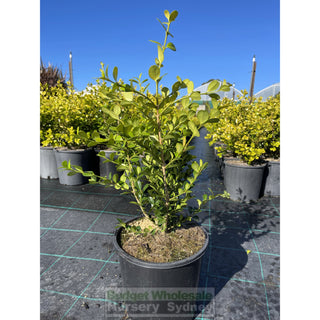 Buxus Microphylla Japonica [Japanese Box] 200Mm Pot.5L Plants
